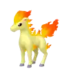 Ponyta